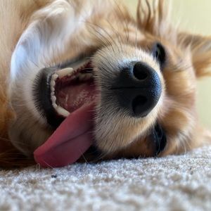 Meet your Posher, Noah